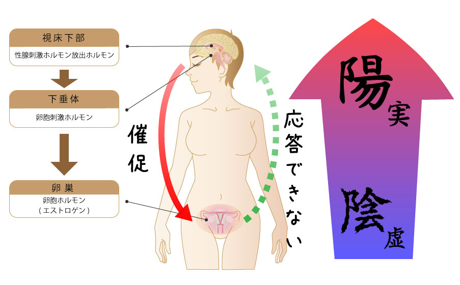 更年期障害と女性ホルモン