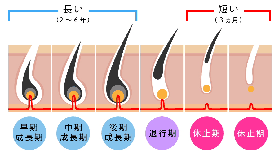 薄毛に関わるヘアサイクル